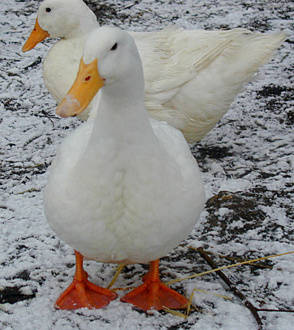 white ducks in snow