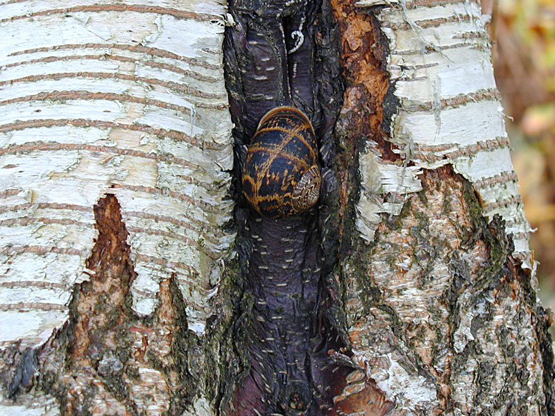 birch snail