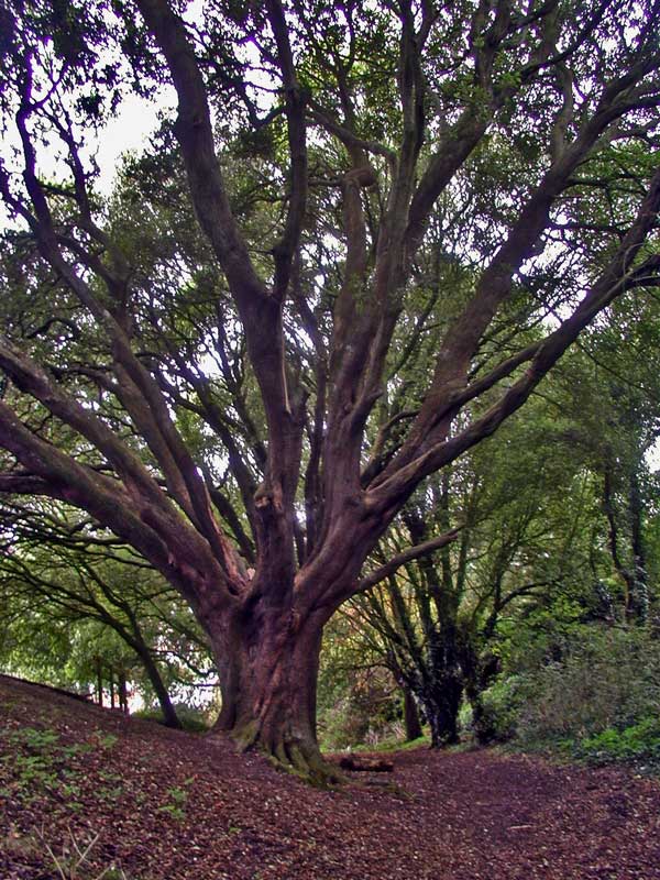 evergreen oak